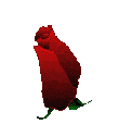 rose / tedin